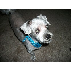 Grooming Salon for dogs in Sebago, Maine