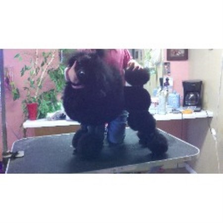 Dog Grooming Salon in Buffalo, Missouri