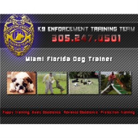 House training a puppy in Miami, Florida