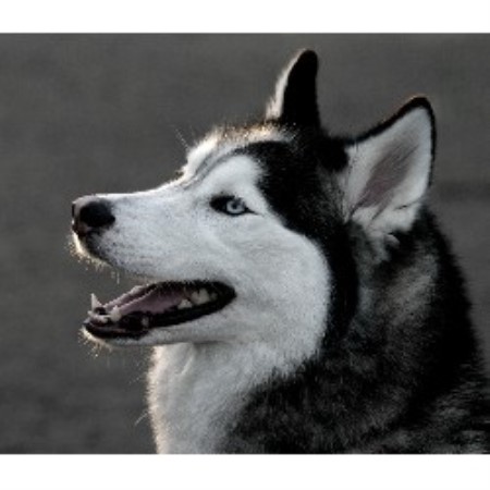 House sitting and walking for puppies and dogs in Redondo Beach, California