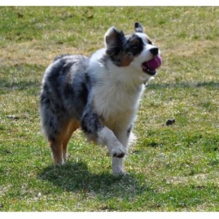 Canine Agility trainer in Sewickley, Pennsylvania
