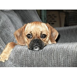 Pet Waste Removal in San Jose, California