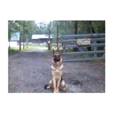 Dog Trainer in Forsyth, Georgia