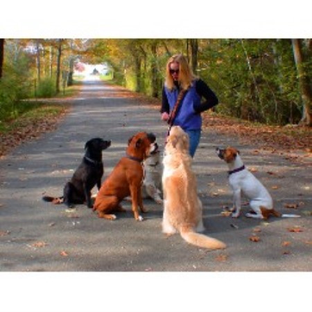 Dog Training Kittery Maine Dog Training Kittery Maine