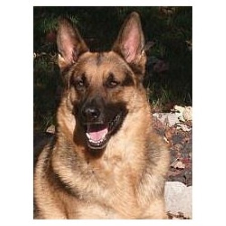 Puppy/Dog obedience training in Cicero, Indiana