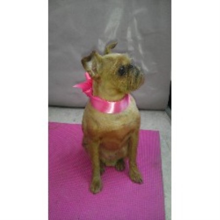 grooming bend oregon s mobile pet spa bend oregon 97702 grooming bend oregon s mobile pet spa bend oregon 97702