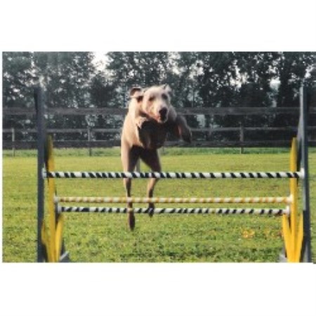 Puppy/Dog obedience training in Paxinos, Pennsylvania