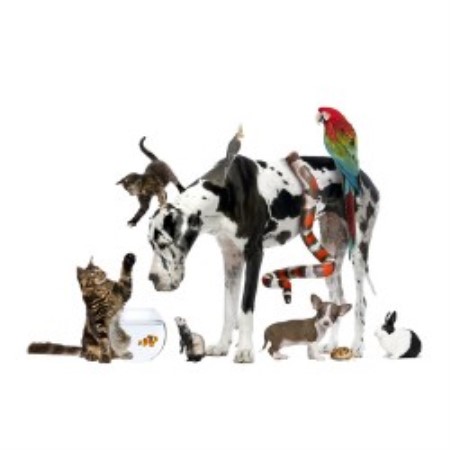 Dog Boarding Services in Miami, Florida