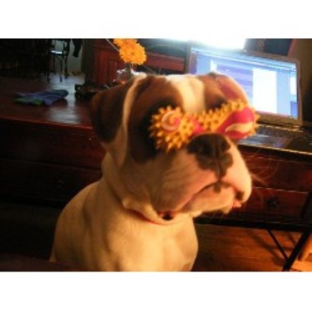 Dog Trainer in Brookville, Pennsylvania