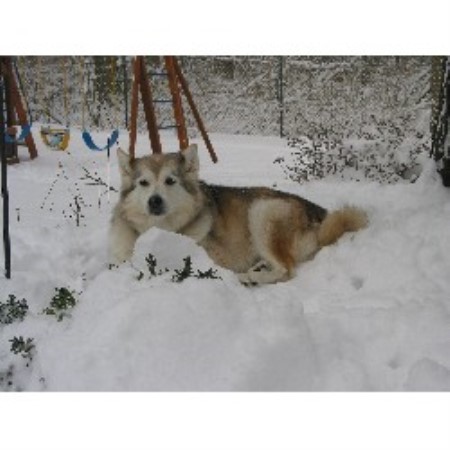 Dog Kennels in Glen Ellyn, Illinois