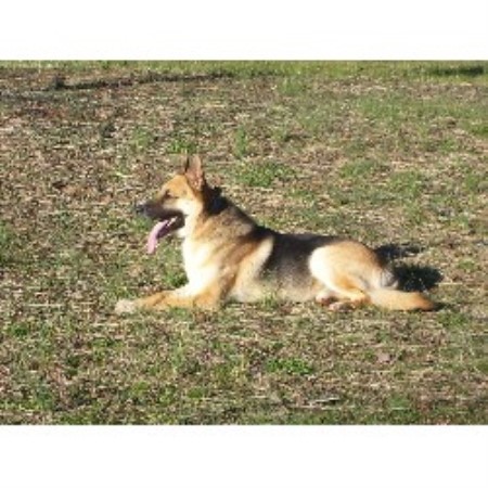 Dog Trainer in Salisbury, North Carolina
