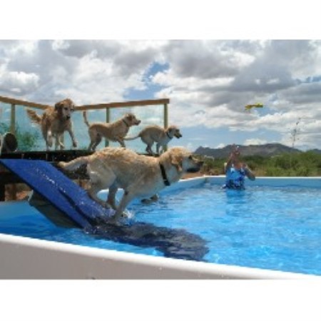 Service Dog Training Sierra Vista Az Service Dog Training Sierra Vista Az
