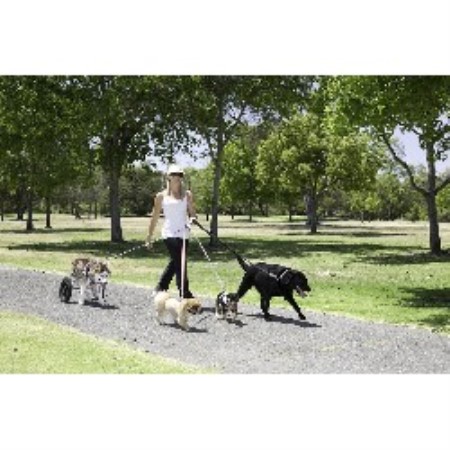Dog Walking, in Costa Mesa, California