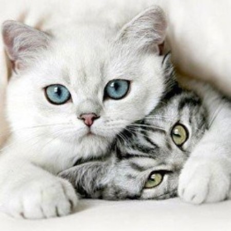 free puppies ocala fl cherished pets concierge in ocala florida id 127474 free puppies ocala fl cherished pets concierge in ocala florida id 127474