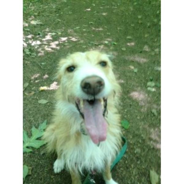 free puppies in ct walkers and pet sitters in new connecticut freedoglistings free puppies in ct walkers and pet sitters in new connecticut freedoglistings