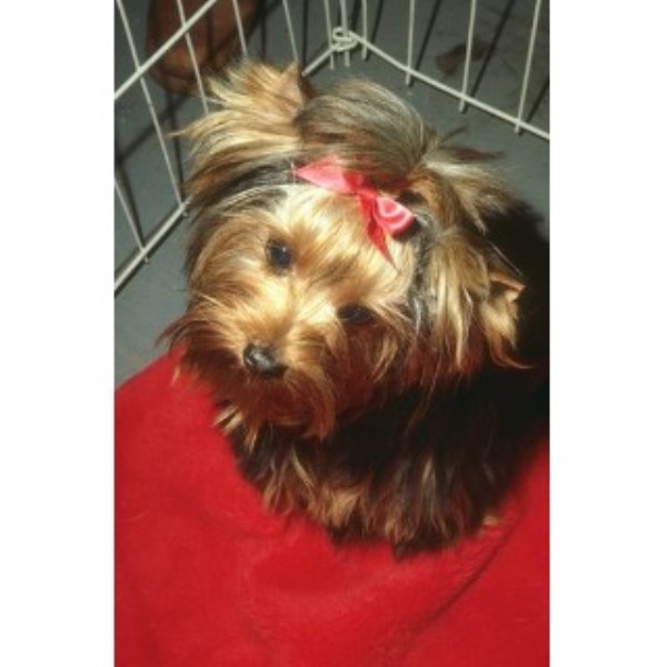 dogs bowling green ky grooming services and groomers in kentucky freedoglistings dogs bowling green ky grooming services and groomers in kentucky freedoglistings