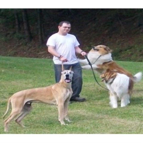 Dog Grooming Sylvania Heights Dog Grooming Sylvania Heights