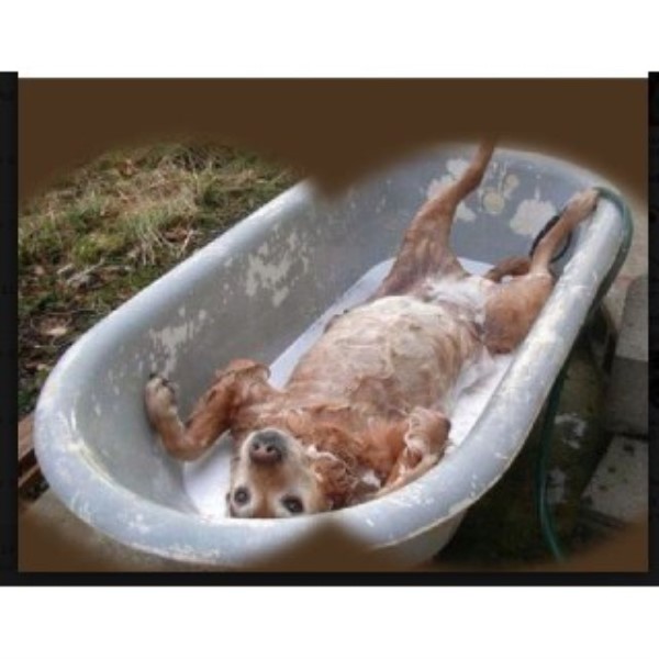 grooming stuart fl grooming services and groomers in stuart florida freedoglistings grooming stuart fl grooming services and groomers in stuart florida freedoglistings
