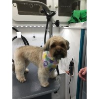 Mobile Dog Grooming Fort Wayne In Mobile Dog Grooming Fort Wayne In