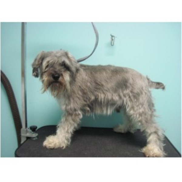 boarding prices near me peachy kleen pet grooming in leland carolina id 124235 boarding prices near me peachy kleen pet grooming in leland carolina id 124235