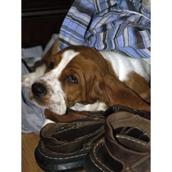 Basset Hound Breeder in Springfield, Ohio
