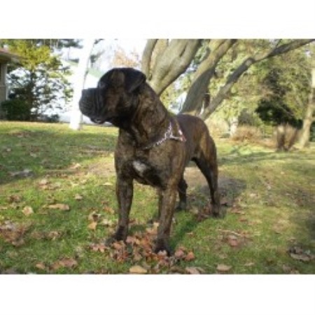 Bullmastiff Breeder in Portage, Michigan