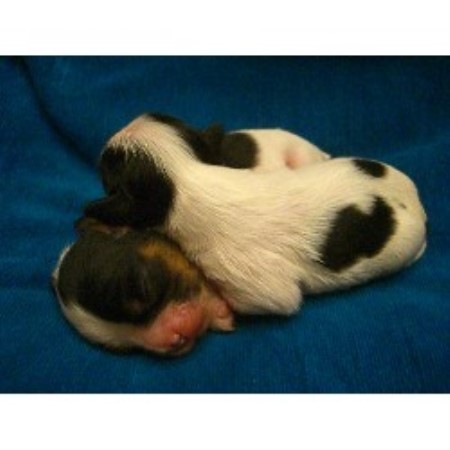 Cavalier King Charles Spaniel in Texas picture 2