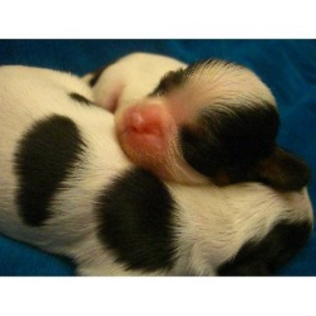 Cavalier King Charles Spaniel in Texas