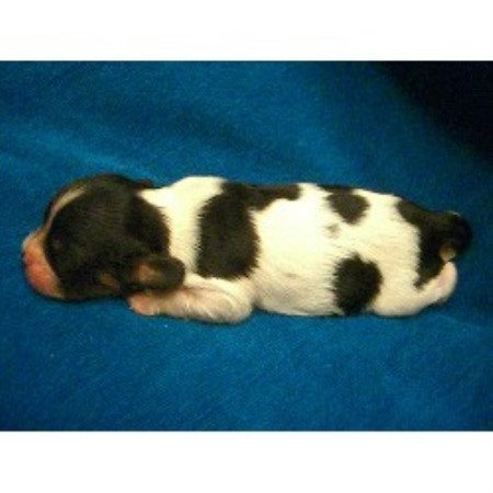Cavalier King Charles Spaniel breeder in Dallas / Fort Worth Texas