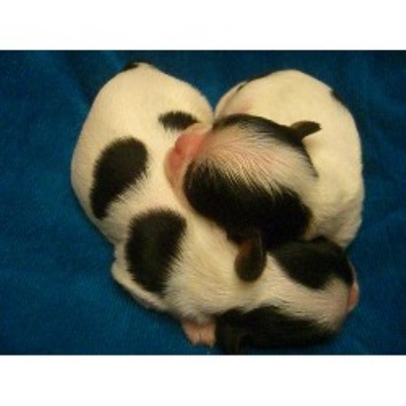 Cavalier King Charles Spaniel breeder in Texas picture 2