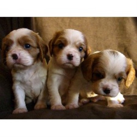 Cavalier King Charles Spaniel Breeder in Dallas / Fort Worth, Texas