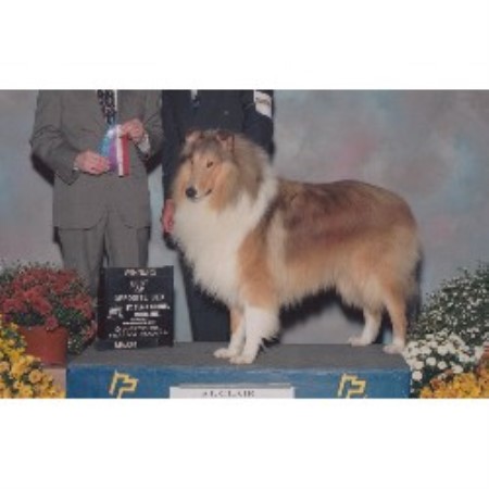 Collie Breeder in Clio, Michigan