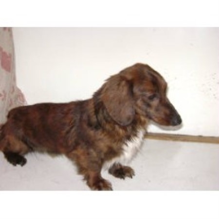 dachshund puppies wi dachshund doxie breeders in wisconsin freedoglistings dachshund puppies wi dachshund doxie breeders in wisconsin freedoglistings