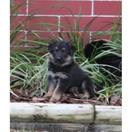 GSD,Alsatian in Florida picture 2