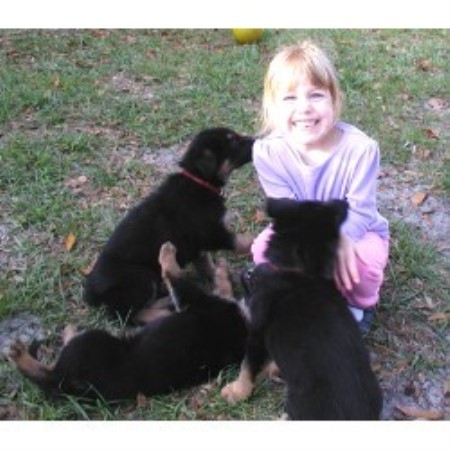 GSD,Alsatian in Florida