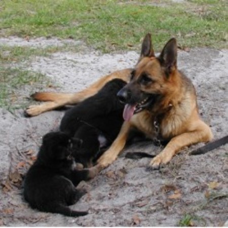 GSD,Alsatian breeder in Florida picture 2