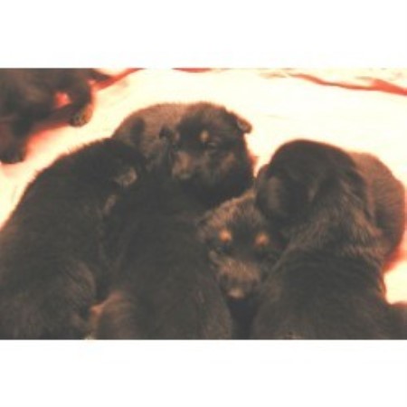german Shepherd puppies