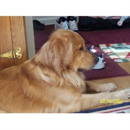 Golden Retriever breeder in Maryland picture 2