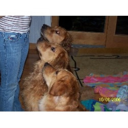 Golden Retriever in Maryland