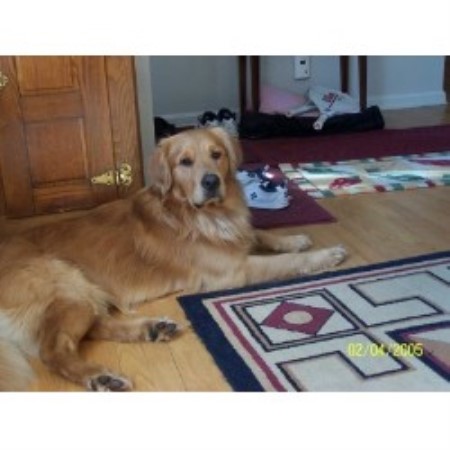 Golden Retriever breeder in Urbana Maryland