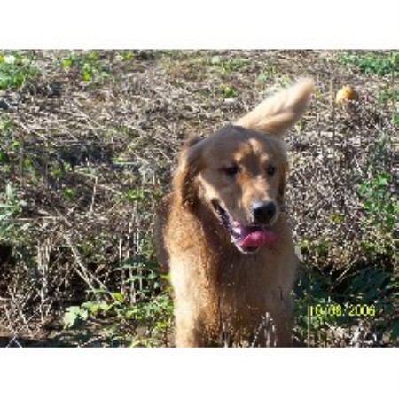 Golden Retriever in Maryland picture 2