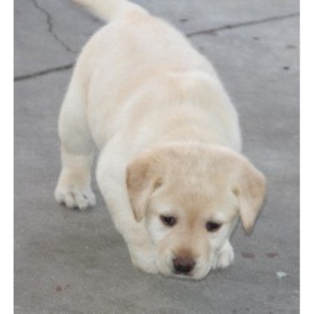 Labrador Retriever breeder in Miami Florida
