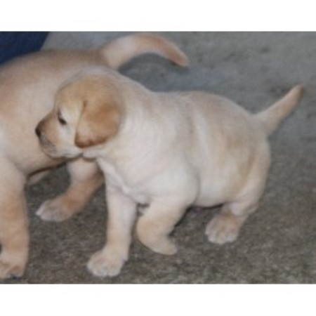 Lab breeder in Florida picture 2