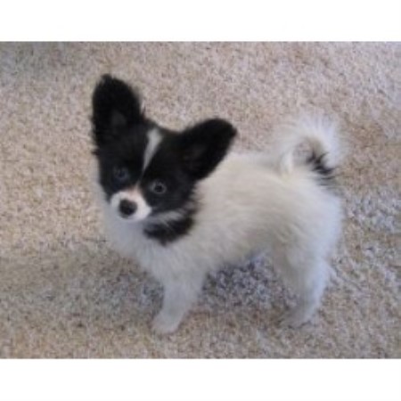 Papillon breeder in Stonewall Oklahoma