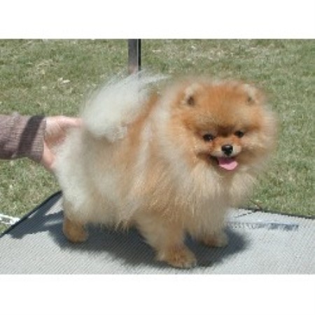 california pomeranian breeders bitsypoms pomeranian breeder in beaumont california listing id 5665 california pomeranian breeders bitsypoms pomeranian breeder in beaumont california listing id 5665