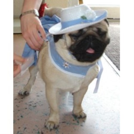 pug breeders pa locust hill pugs pug breeder in smithfield pennsylvania pug breeders pa locust hill pugs pug breeder in smithfield pennsylvania