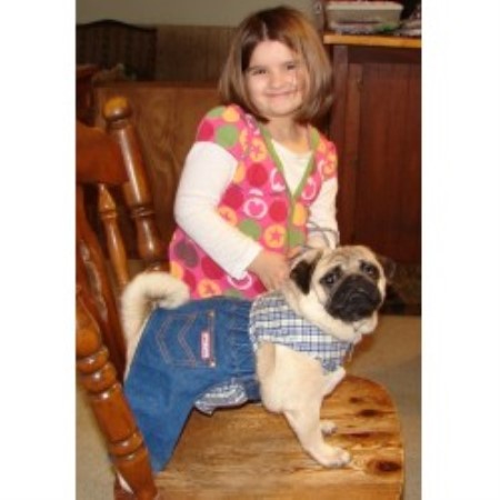 pug breeders pa locust hill pugs pug breeder in smithfield pennsylvania pug breeders pa locust hill pugs pug breeder in smithfield pennsylvania