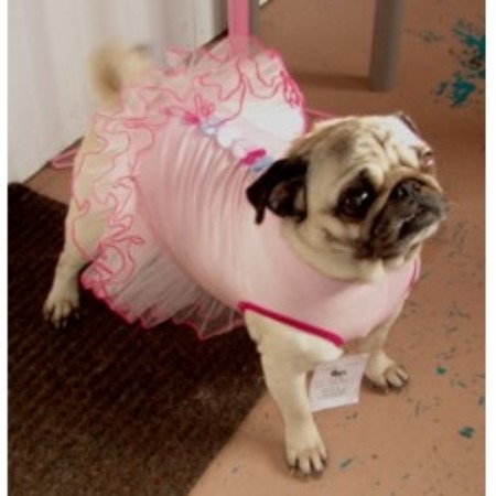 pug hill locust hill pugs pug breeder in smithfield pennsylvania pug hill locust hill pugs pug breeder in smithfield pennsylvania