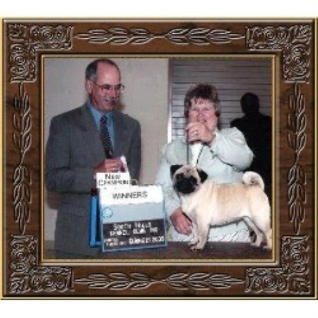 pug breeders pa locust hill pugs pug breeder in smithfield pennsylvania pug breeders pa locust hill pugs pug breeder in smithfield pennsylvania