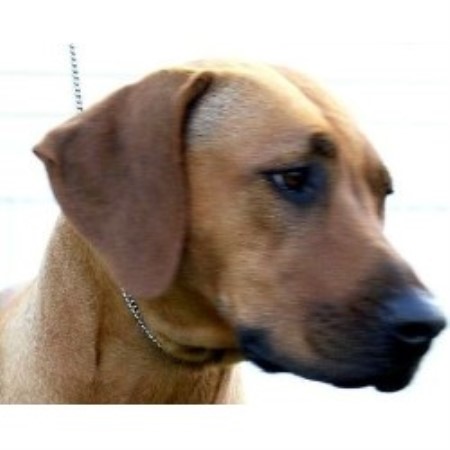 Rhodesian Ridgeback Breeder in Okeechobee, Florida